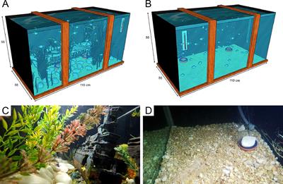 Environmental Enrichment Improved Learning and Memory, Increased Telencephalic Cell Proliferation, and Induced Differential Gene Expression in Colossoma macropomum